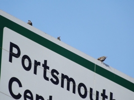starlings welcoming people to portsmouth by crapping on their cars