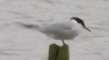 Another common tern