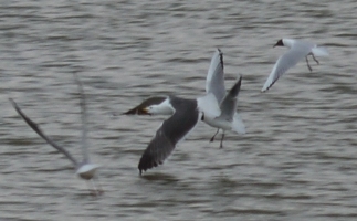 Black-headed gulls attacking a lesser black-backed gull. Because they are racists.