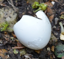 Egg (Debirded)