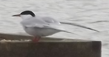 Yet another common tern proving why they are called "common"
